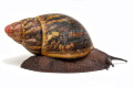 Archachatina marginata suturalis Benin adult
